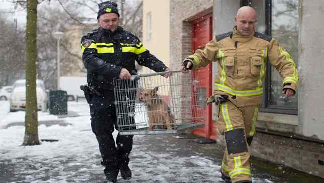 Holanda sem cães de rua