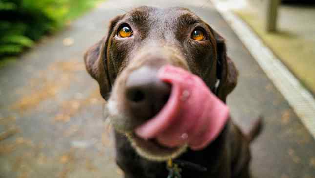 cães abandonados holanda