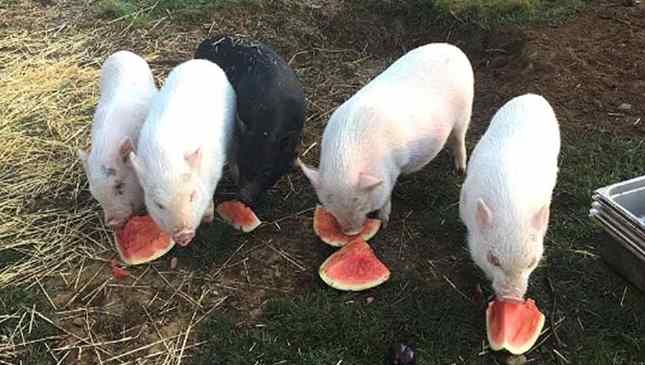 Animais resgatados