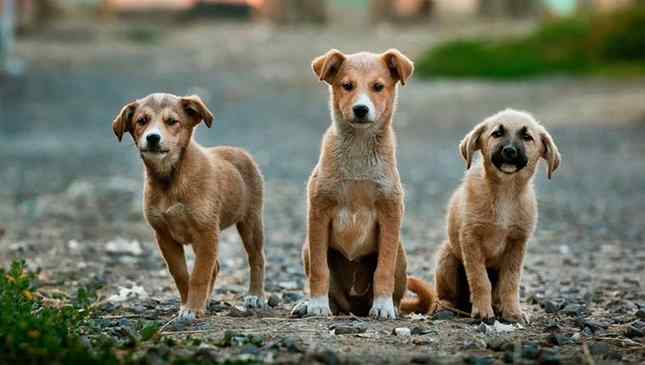 Aplicativos ajudam a encontrar lares para cães abandonados