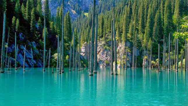 Floresta submersa do Lago Kaindy