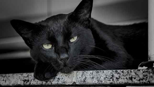 Gato preto lindo