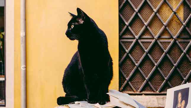 Gato preto não dá azar