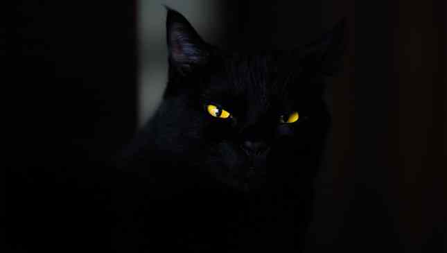 Gatos pretos rendem ótimas fotos