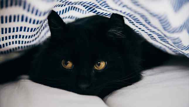 gato preto foto