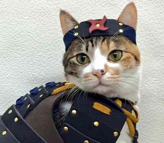 gato com armadura samurai