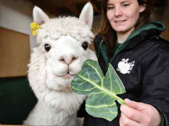 Alpacas