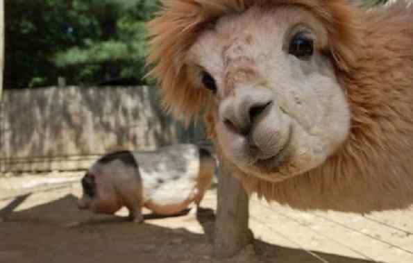 alpacas fofas bonitas