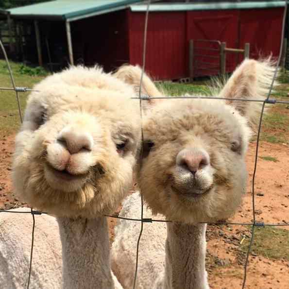 Alpacas lindas