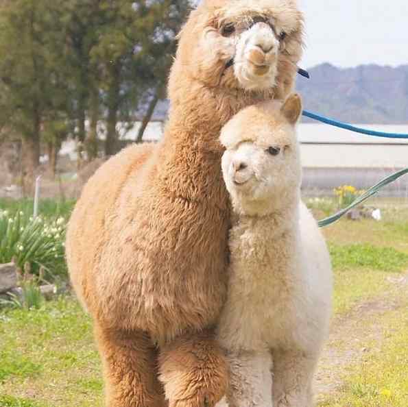 animais dos andes