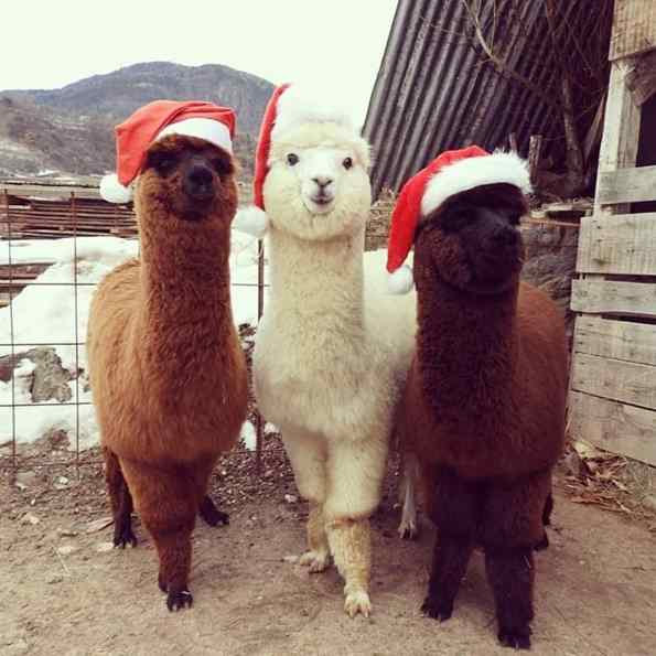 alpacas de natal