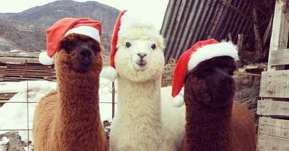 alpacas fofas