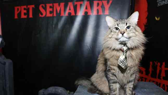 morre gato de cemitério maldito