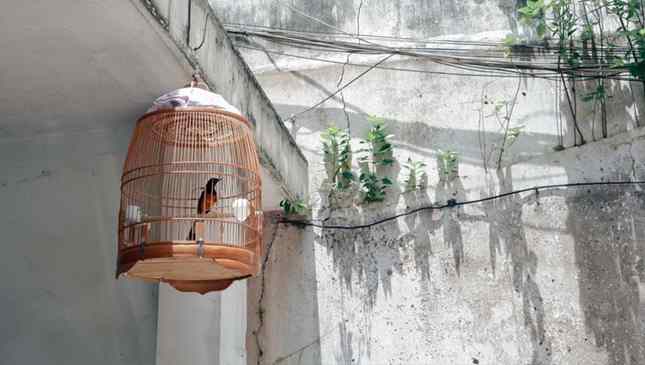 Pássaros em gaiolas ainda fazem parte da cultura de alguns países