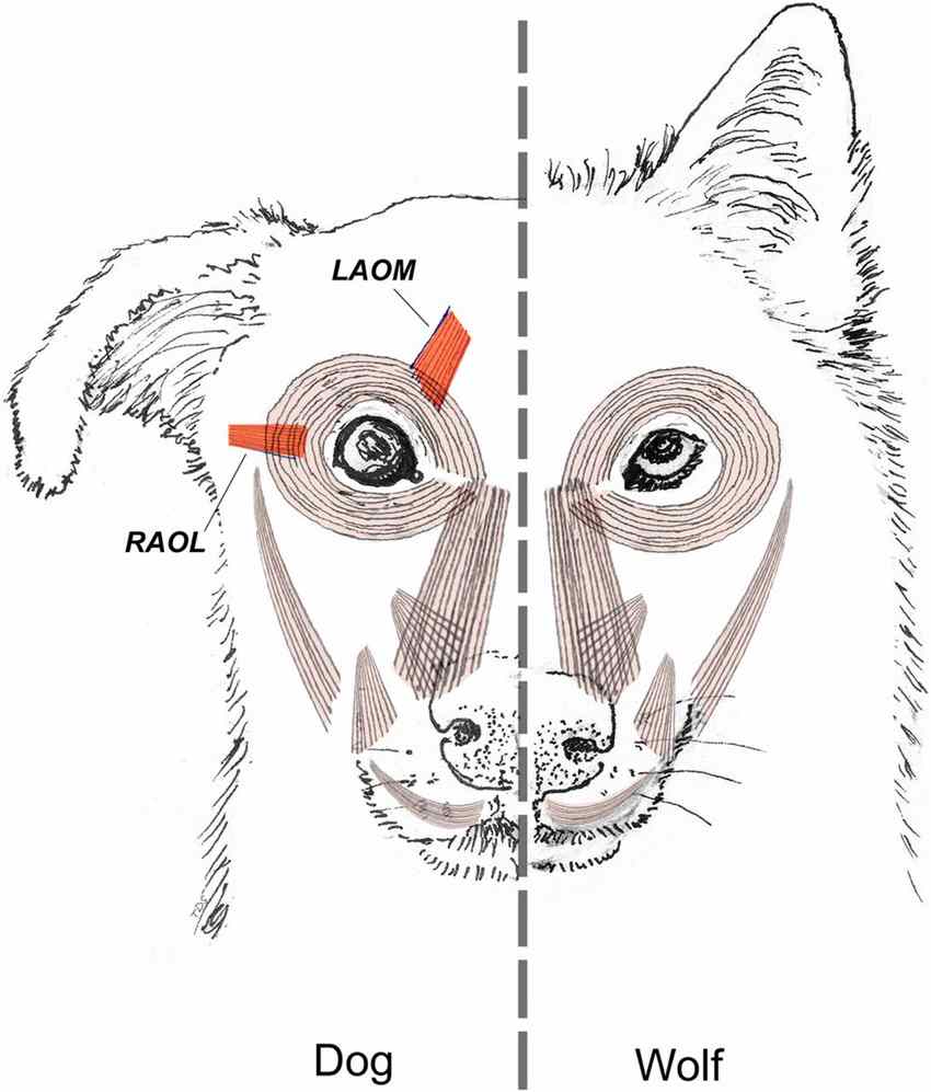 cães domésticos