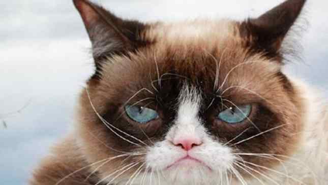 gato rabugento