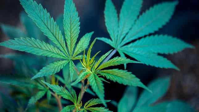 ratos maconheiros