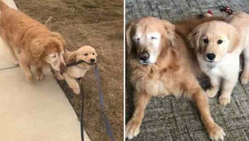 Cachorro cego e idoso ganha amigo cão-guia filhote