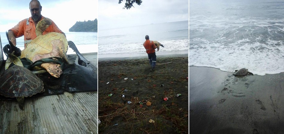 Homem salvou tartarugas em mercado e as devolveu ao oceano