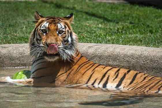 tigresa foi resgatada de circo itinerante