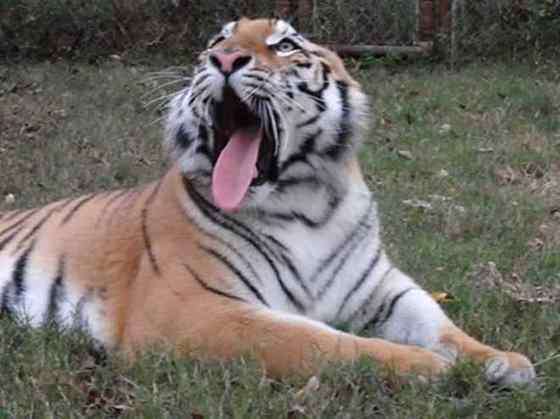 linda tigresa