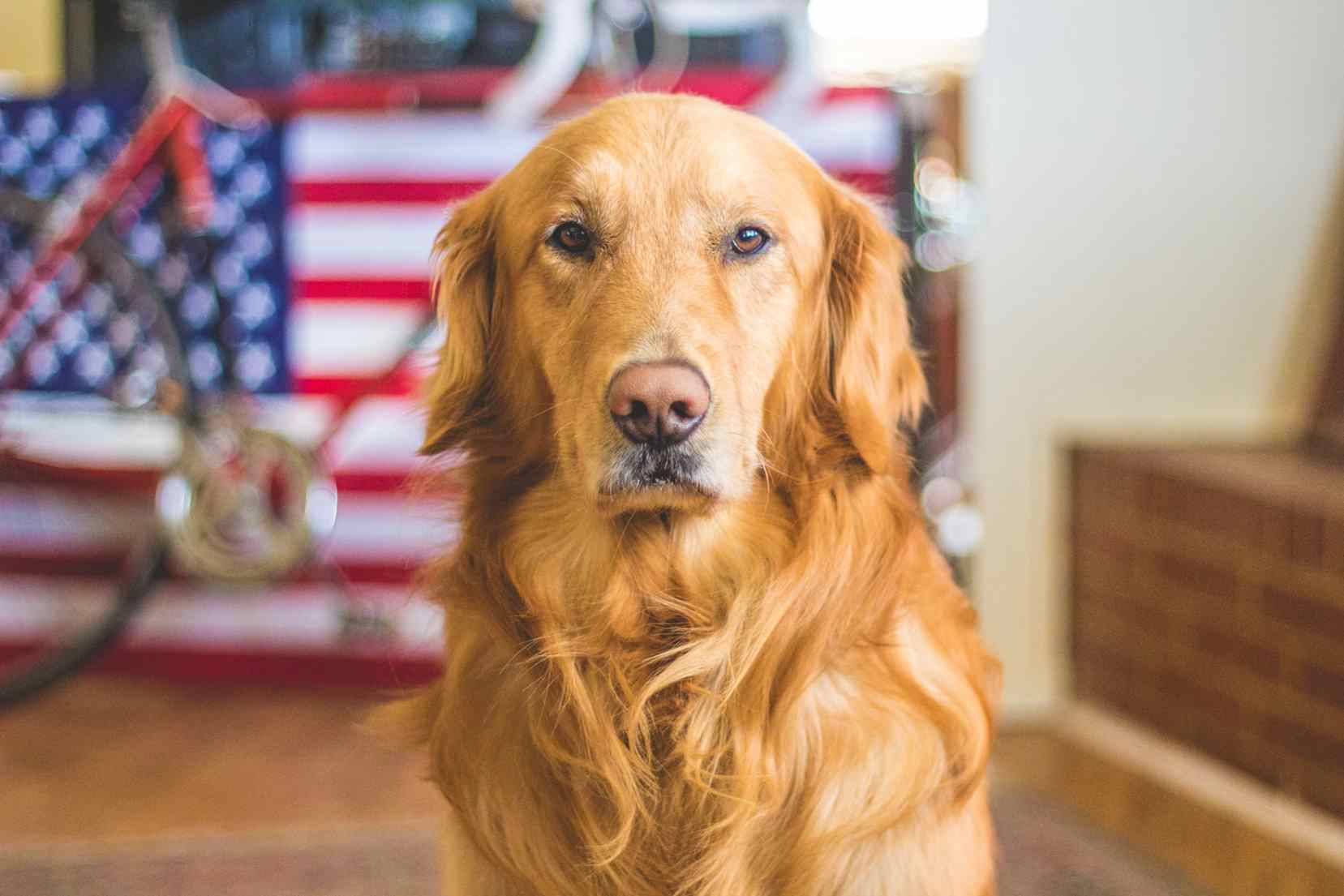cães sabem se uma pessoa é confiável ou não é de confiança