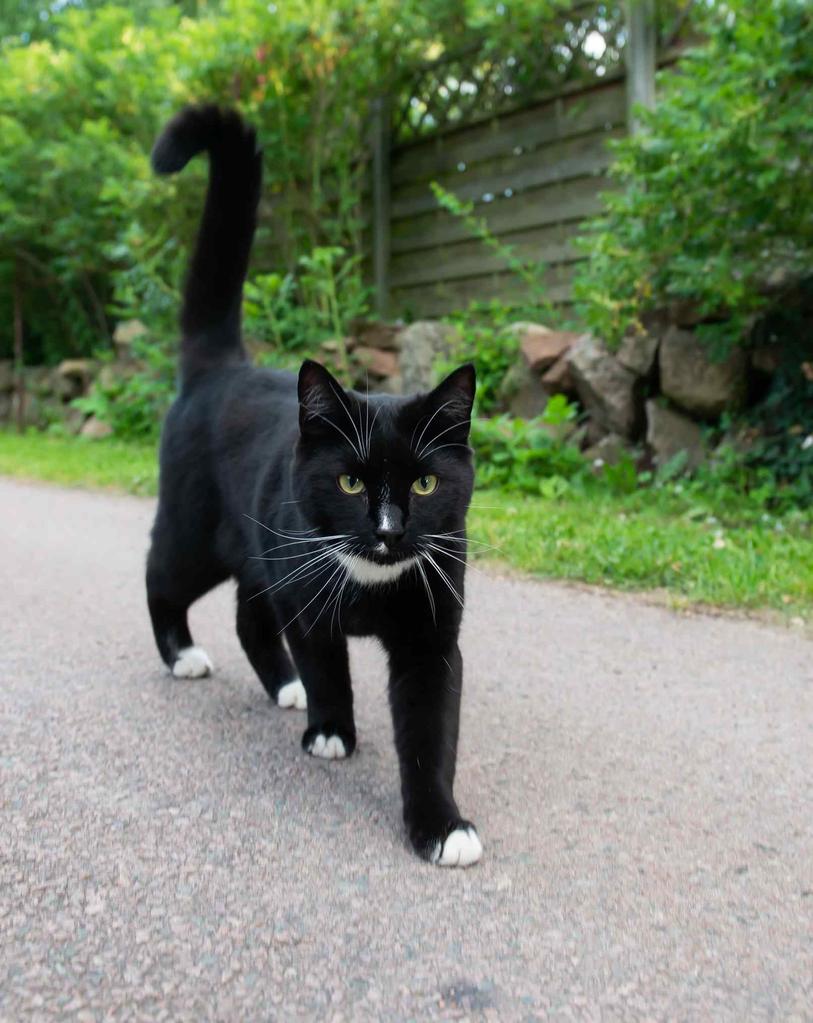 gatos pretos não dão azar