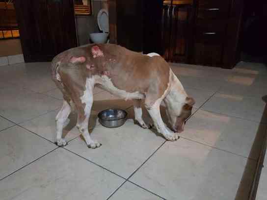 cadela mantida em corrente
