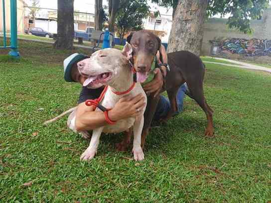 cachorra em corrente curta na costa rica