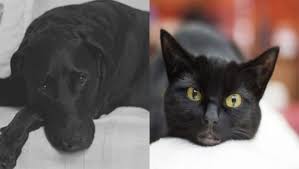 Cães e gatos pretos são últimos a serem adotados, segundo estudo