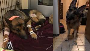Cão foi baleado quatro vezes ao salvar dono em assalto