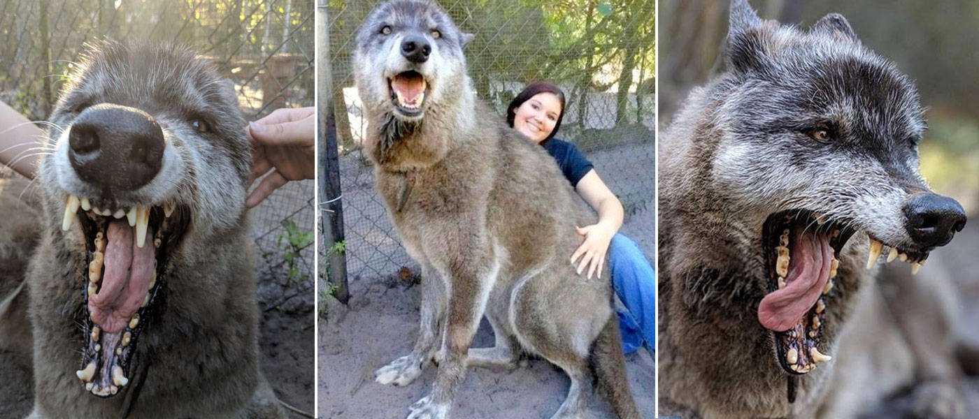 cão-lobo gigante