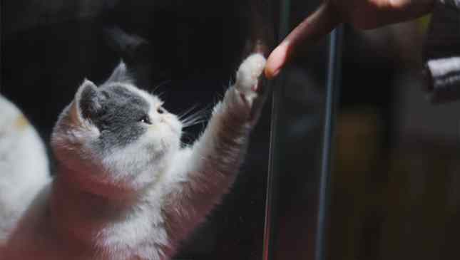 animais imitam donos