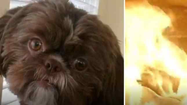 cadela foi enterrada com a dona