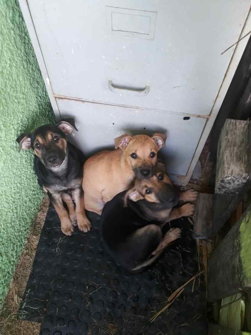 cães em manilha