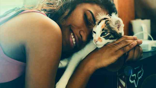 gatos copiam os donos