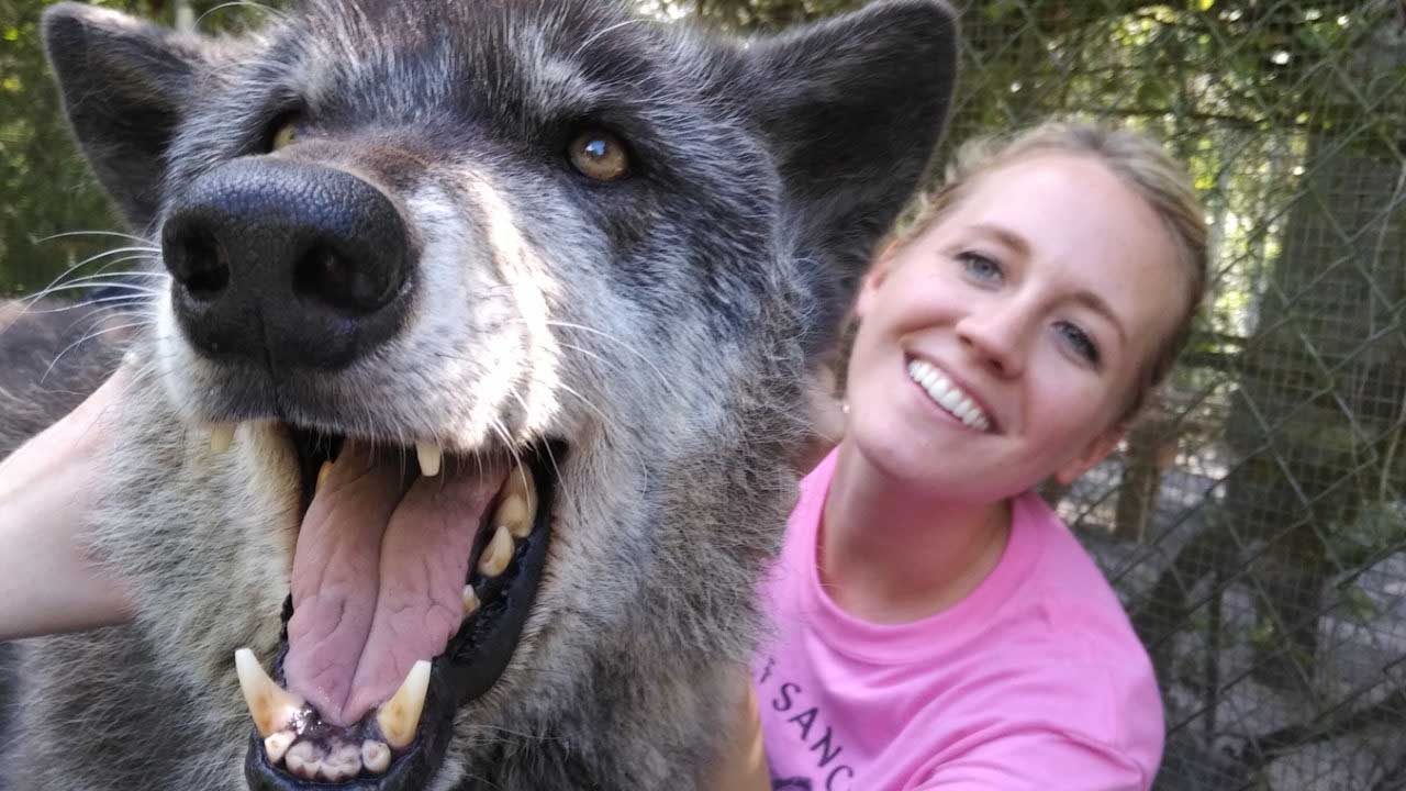 lobo gigante