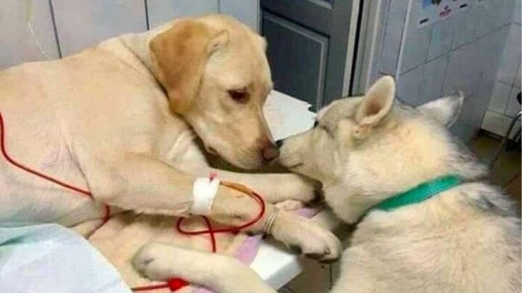 Cão doente é consolado por cão assistente e foto viraliza