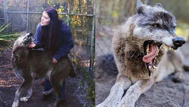 wolfdog-yuki