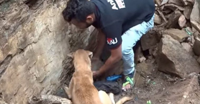 Cadela pede ajuda desesperadamente para salvar filhotes soterrados