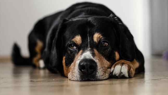 Dezenas de cães morreram