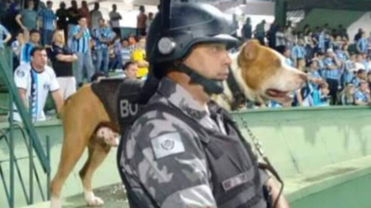 Morre primeiro pit bull da Polícia Militar do Paraná