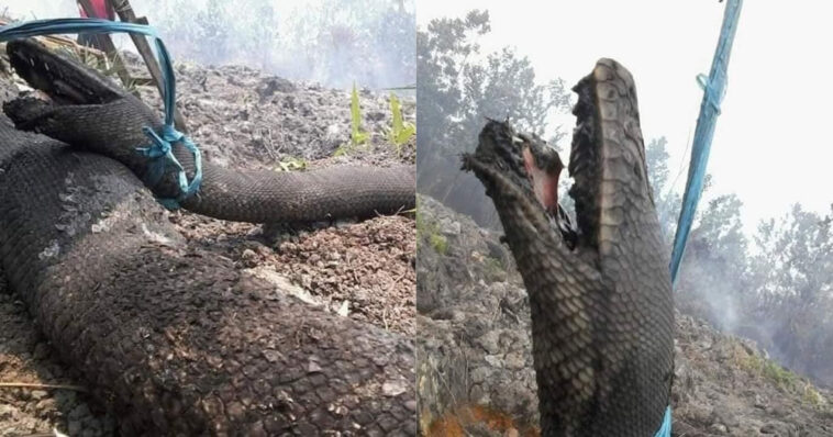 Cobras gigantes de mais de 10 metros foram encontradas mortas após incêndio florestal