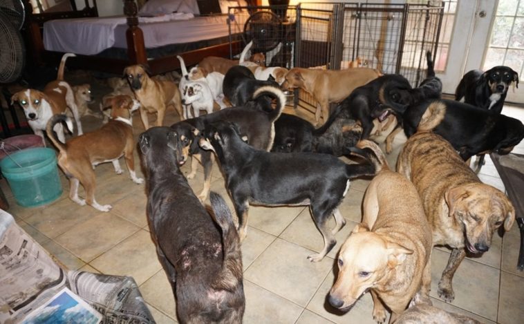 Mulher acolheu quase 100 cães de rua em casa devido a passagem de furacão