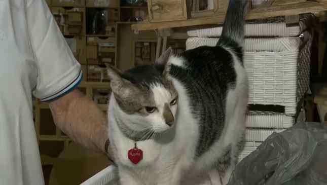 gato Rubinho