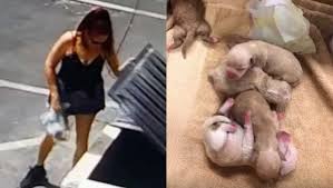Mulher joga cães recém-nascidos no lixo e vídeo flagra momento