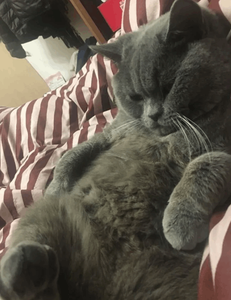 Gato maratona de sexo