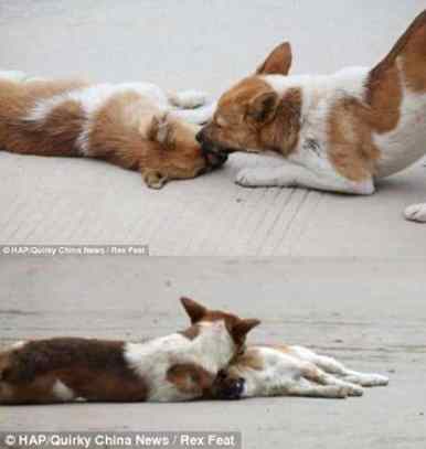 cão fiel ao lado do amigo
