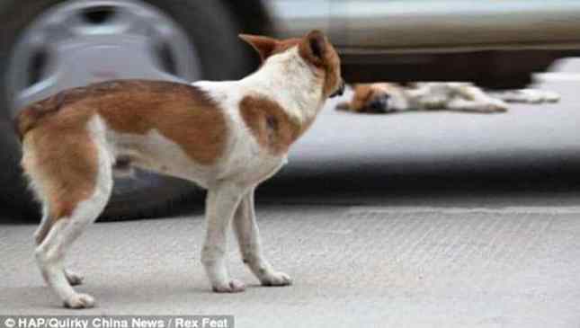 cão atropelado