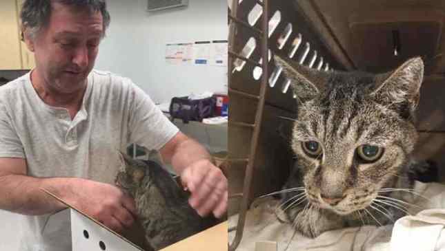 dono reencontra gato após sete anos
